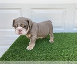 Small Photo #5 Bulldog Puppy For Sale in ATLANTA, GA, USA