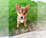 Small #3 Australian Terrier-German Shepherd Dog Mix