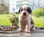 Small Photo #21 Saint Bernard Puppy For Sale in WEST FARMINGTON, OH, USA