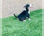 Small Photo #10 Miniature Bull Terrier Puppy For Sale in POMPANO BEACH, FL, USA