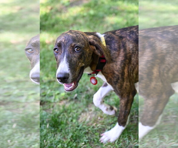 Medium Photo #6 Mutt Puppy For Sale in Wakefield, RI, USA