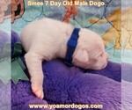 Small #16 Dogo Argentino
