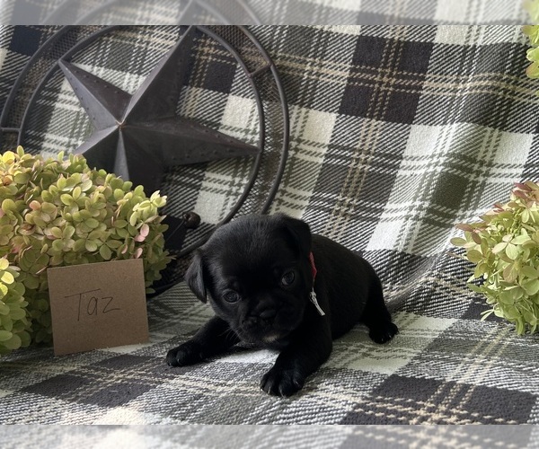 Medium Photo #3 Puggle Puppy For Sale in ELKTON, VA, USA