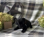 Small #2 Puggle