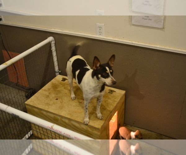 Medium Photo #1 Rat Terrier Puppy For Sale in TIMPSON, TX, USA