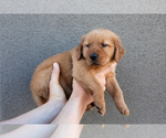 Puppy Blue Golden Retriever