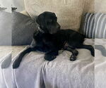 Small #1 Labrador Retriever Mix