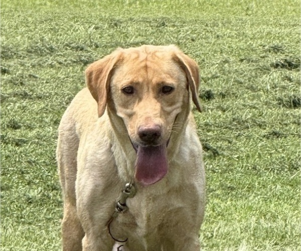 Medium Photo #1 Labrador Retriever Puppy For Sale in SPOTSYLVANIA, VA, USA