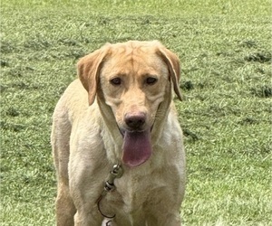 Mother of the Labrador Retriever puppies born on 06/11/2026