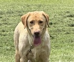Small Photo #1 Labrador Retriever Puppy For Sale in SPOTSYLVANIA, VA, USA