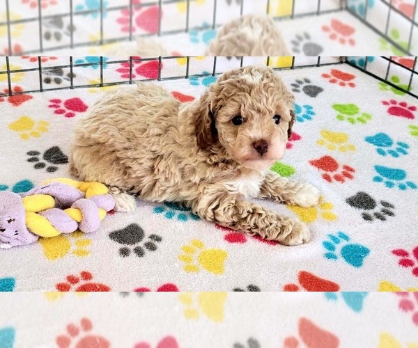 Medium Photo #7 Cock-A-Poo-Poodle (Miniature) Mix Puppy For Sale in ORO VALLEY, AZ, USA