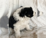 Small #7 Australian Shepherd