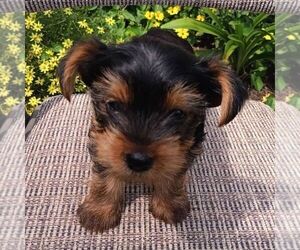 Yorkshire Terrier Puppy for sale in ECONOMY, IN, USA