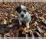Puppy Sky Australian Cattle Dog