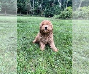 Goldendoodle (Miniature) Puppy for sale in DURHAM, CT, USA