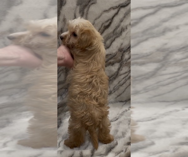 Medium Photo #7 Yorkshire Terrier Puppy For Sale in MOUNT CARMEL, PA, USA