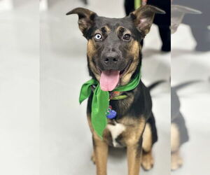 Rottweiler-Unknown Mix Dogs for adoption in Houston, TX, USA