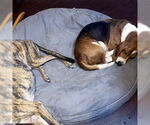 Small #4 Basset Hound
