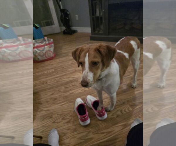 Medium Photo #1 Brittany-Unknown Mix Puppy For Sale in Curwensville, PA, USA