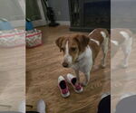 Small Brittany Mix