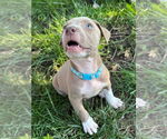 Small #2 American Pit Bull Terrier