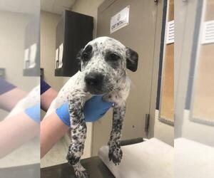 Mutt Dogs for adoption in Conroe, TX, USA