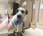 Small Mutt
