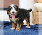 Small #3 Bernedoodle (Miniature)