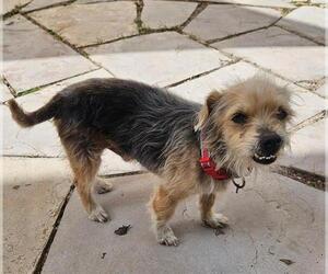 Mutt Dogs for adoption in San Antonio, TX, USA