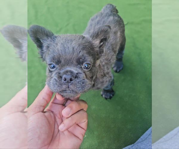 Medium Photo #11 French Bulldog Puppy For Sale in LOS ANGELES, CA, USA