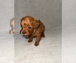 Puppy Puppy 3 Cavapoo (Miniature)