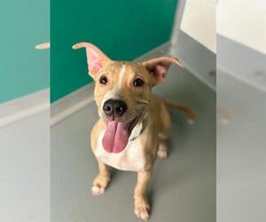 Mutt Dogs for adoption in Visalia, CA, USA