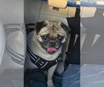 Small #2 Pug