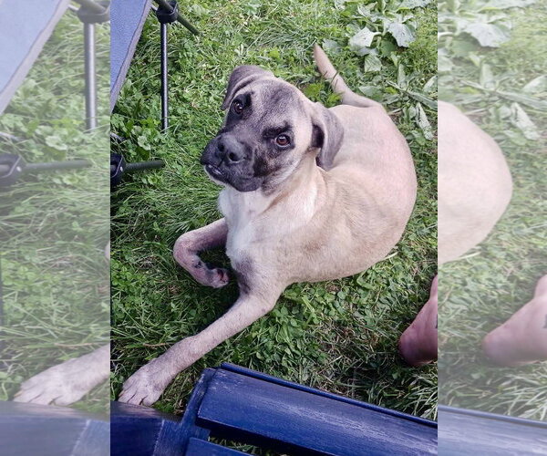 Medium Photo #5 Boxer-Unknown Mix Puppy For Sale in Minneapolis, MN, USA