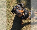 Small #25 Rottweiler