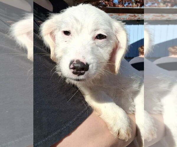 Medium Photo #1 Beagle-Unknown Mix Puppy For Sale in Rustburg, VA, USA