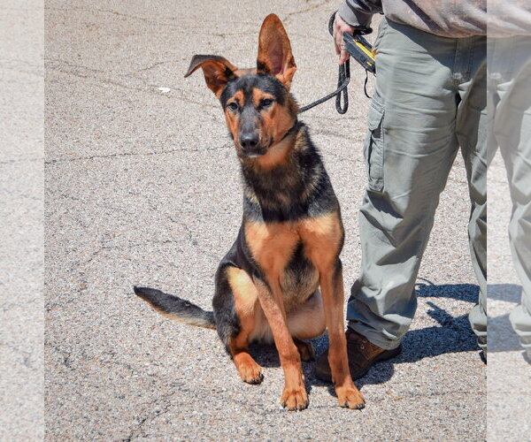 Medium Photo #4 Collie-German Shepherd Dog Mix Puppy For Sale in Huntley, IL, USA