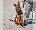 Small #3 Collie-German Shepherd Dog Mix