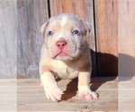 Small Photo #26 American Bully Puppy For Sale in LOS ANGELES, CA, USA