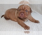 Small Photo #6 Dogue de Bordeaux Puppy For Sale in ANDOVER, CT, USA