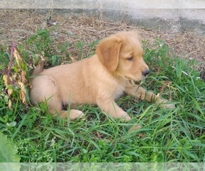 Golden Retriever Puppy for sale in BARRETT, MN, USA