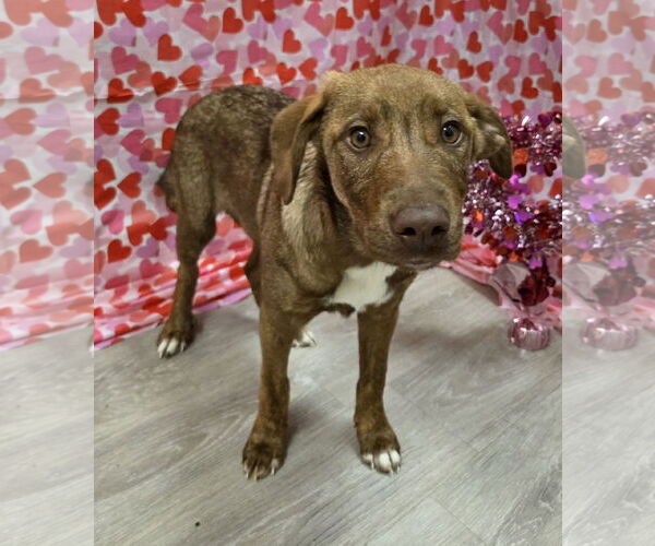Medium Photo #5 Chesapeake Bay Retriever-German Shepherd Dog Mix Puppy For Sale in Attalka, AL, USA