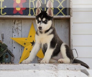 Siberian Husky Puppy for sale in FREDERICKSBG, OH, USA