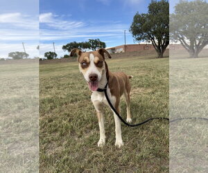 Siberian Husky-Unknown Mix Dogs for adoption in Las Vegas, NM, USA