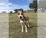 Bowey - Female Siberian Husky-Unknown Mix Dog for Adoption - Small photo