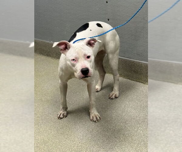 Medium Photo #1 Mutt Puppy For Sale in Las Vegas, NV, USA