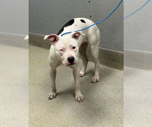 Mutt Dogs for adoption in Las Vegas, NV, USA