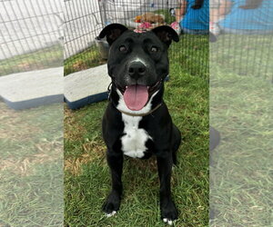 Sadie - Female American Pit Bull Terrier-American Staffordshire Terrier Mix Dog for Adoption - Photo #3