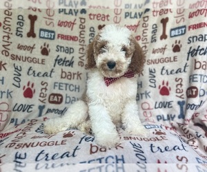 Cavapoo Puppy for sale in LAKELAND, FL, USA