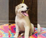 Small #3 Great Pyrenees